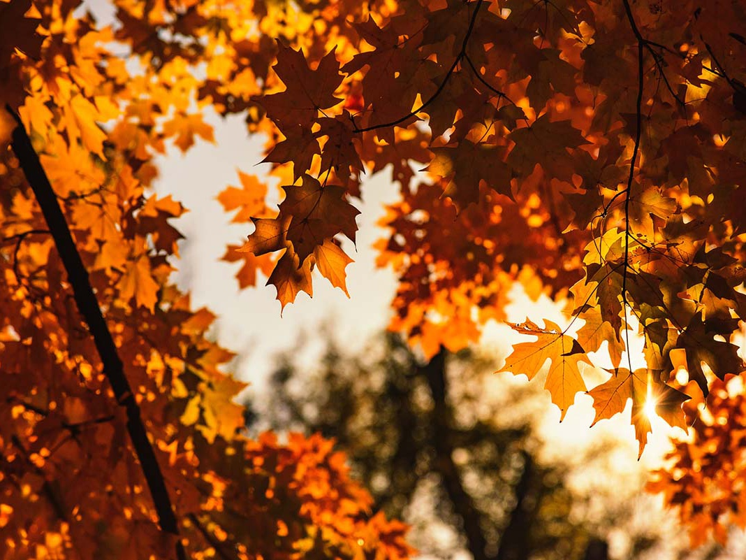 今年财运翻身！这3个生肖苦尽甘来，赚钱比以前轻松多了！